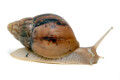 Lissachatina immaculata panthera Madagascar juvenil